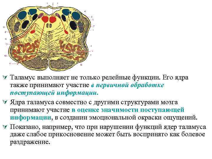 Ú Таламус выполняет не только релейные функции. Его ядра также принимают участие в первичной