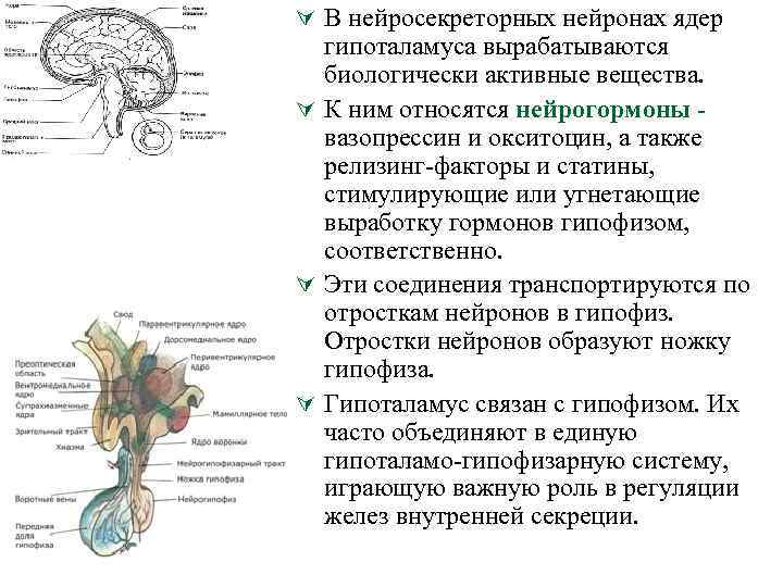 Нейросекреторные нейроны