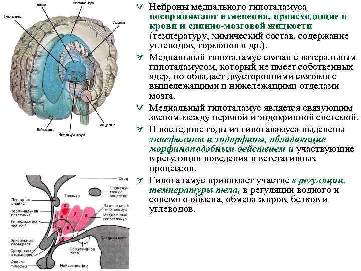 Гипоталамус на схеме мозга