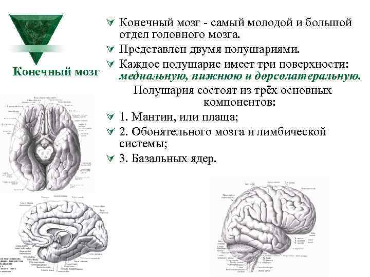 Мозги конечно