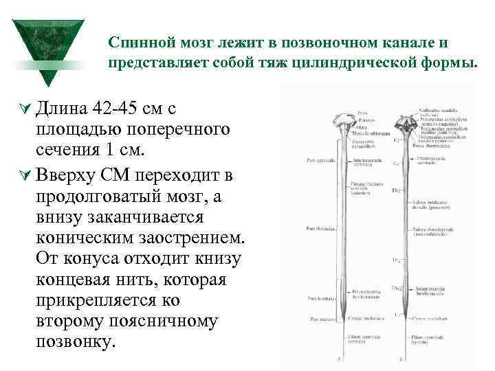 Спинной мозг лежит в позвоночном канале и представляет собой тяж цилиндрической формы. Ú Длина