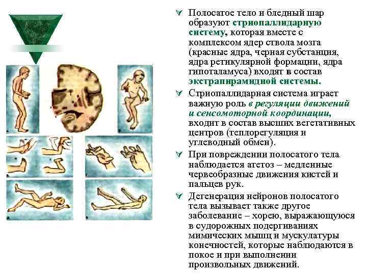 Ú Полосатое тело и бледный шар образуют стриопаллидарную систему, которая вместе с комплексом ядер