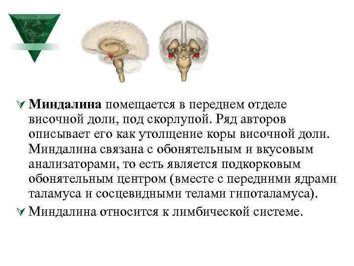 Ú Миндалина помещается в переднем отделе височной доли, под скорлупой. Ряд авторов описывает его
