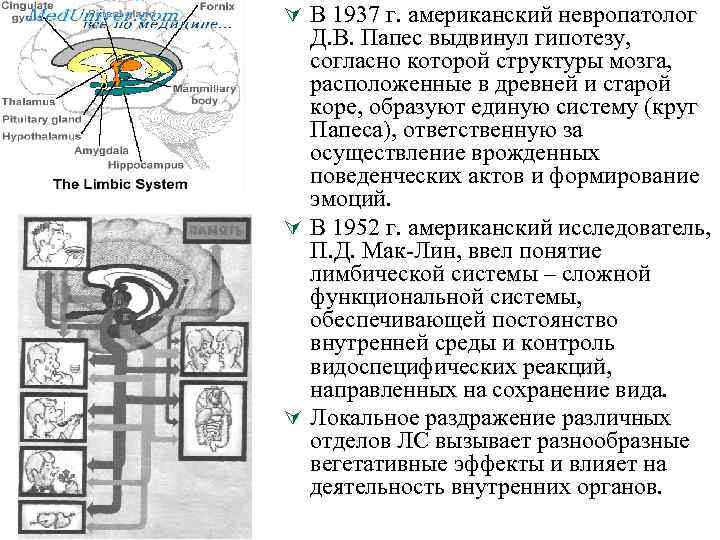 Ú В 1937 г. американский невропатолог Д. В. Папес выдвинул гипотезу, согласно которой структуры