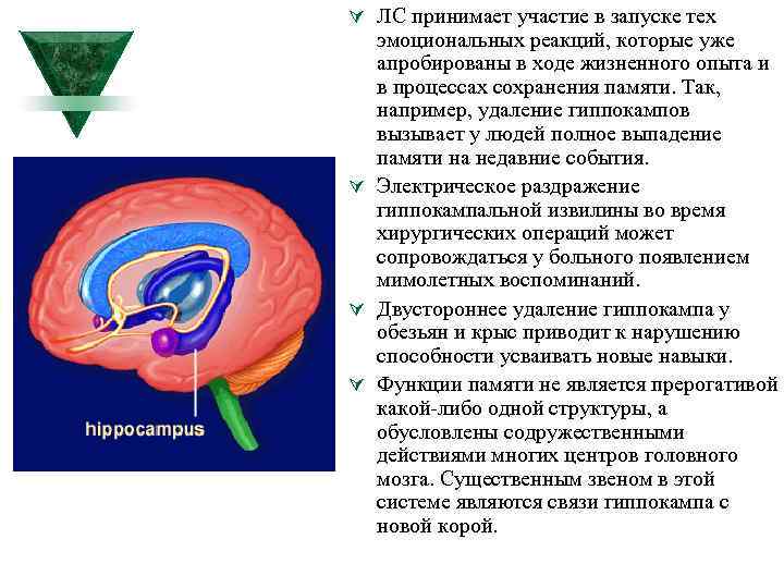 Ú ЛС принимает участие в запуске тех эмоциональных реакций, которые уже апробированы в ходе