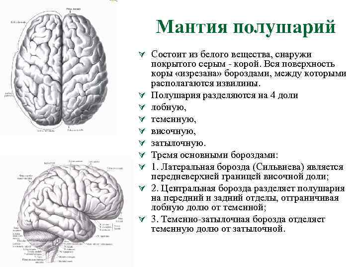 Борозды головного мозга схема