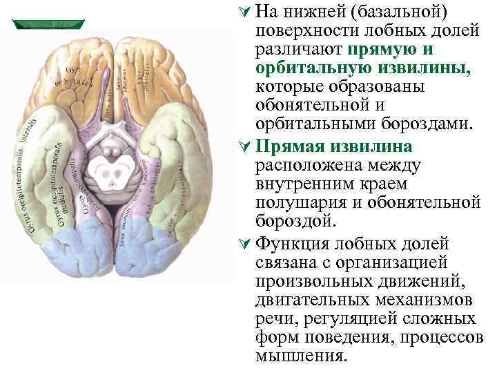 Базальная поверхность головного мозга