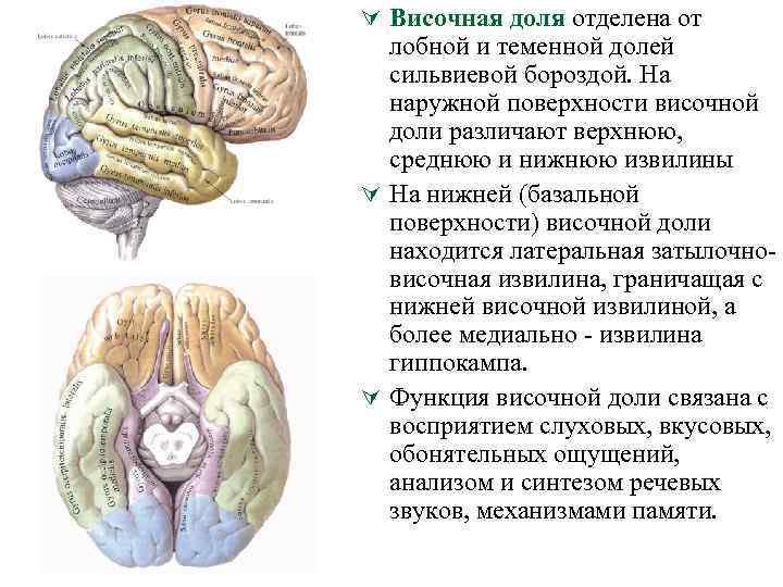 Теменную долю от лобной отделяет борозда