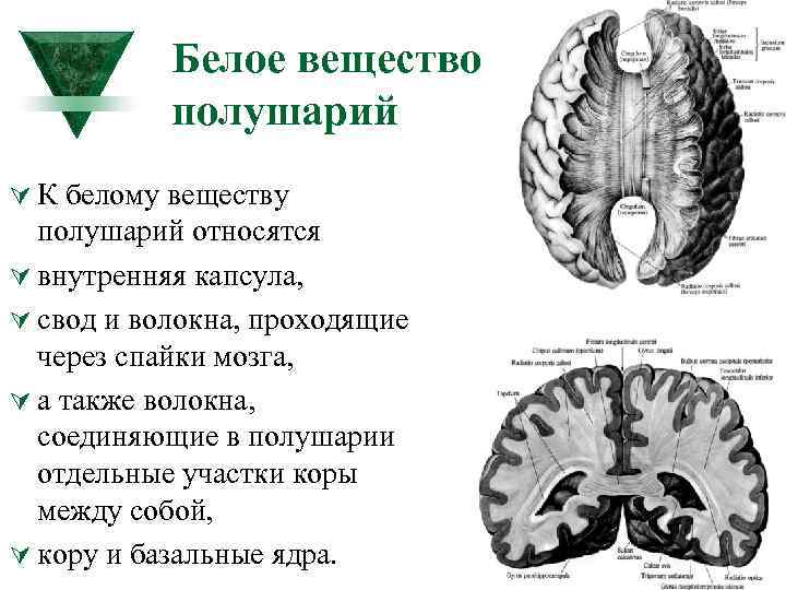 Белое вещество образовано