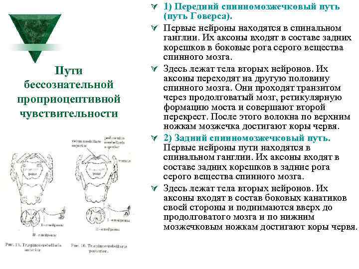 Ú 1) Передний спинномозжечковый путь Ú Пути бессознательной проприоцептивной чувствительности Ú Ú Ú (путь