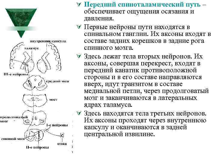 Передний спиноталамический путь схема