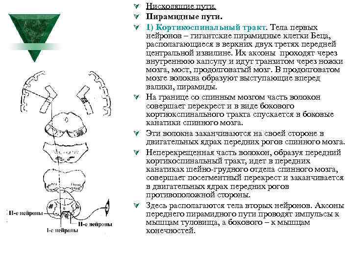 Ú Нисходящие пути. Ú Пирамидные пути. Ú 1) Кортикоспинальный тракт. Тела первых Ú Ú