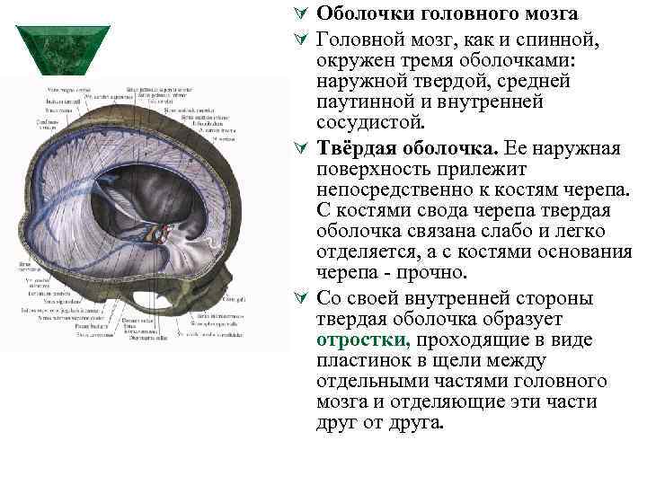 3 оболочки головного мозга