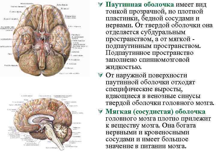 Ú Паутинная оболочка имеет вид тонкой прозрачной, но плотной пластинки, бедной сосудами и нервами.