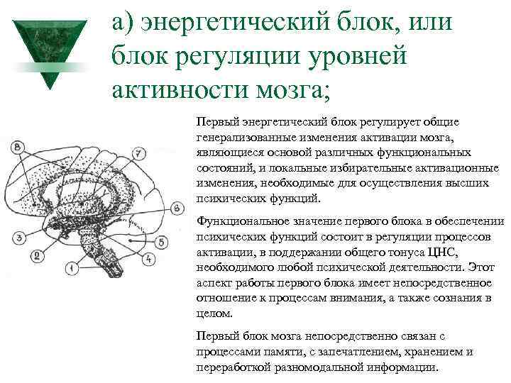 Энергетический блок мозга блок регуляции тонуса и бодрствования презентация