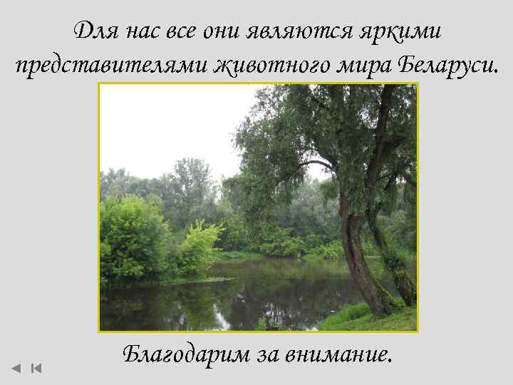 Для нас все они являются яркими представителями животного мира Беларуси. Благодарим за внимание. 