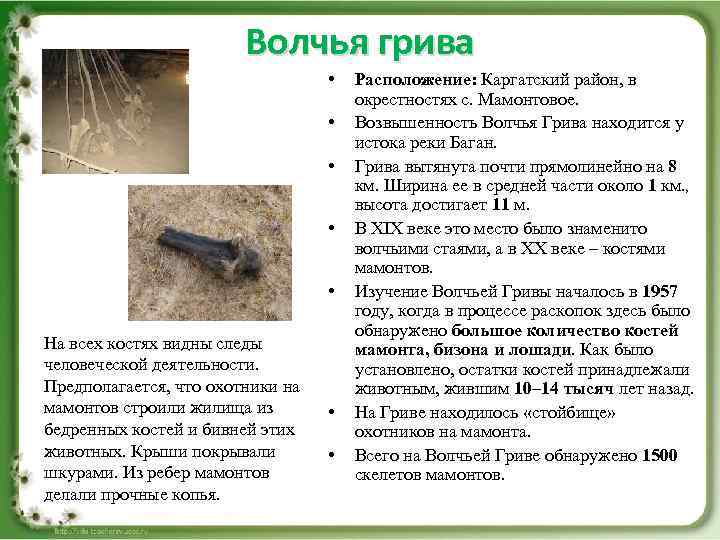 Волчья грива • • • На всех костях видны следы человеческой деятельности. Предполагается, что