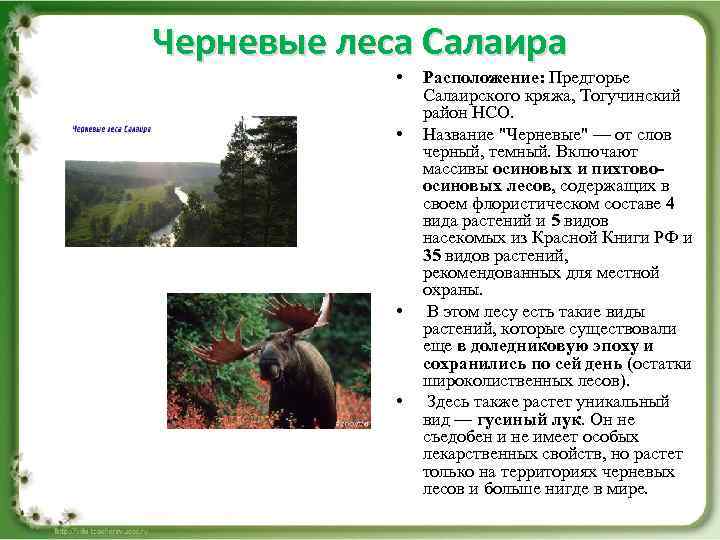 Черневые леса Салаира • • Расположение: Предгорье Салаирского кряжа, Тогучинский район НСО. Название "Черневые"