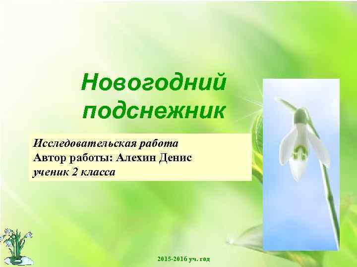 Новогодний подснежник Исследовательская работа Автор работы: Алехин Денис ученик 2 класса . 2015 -2016