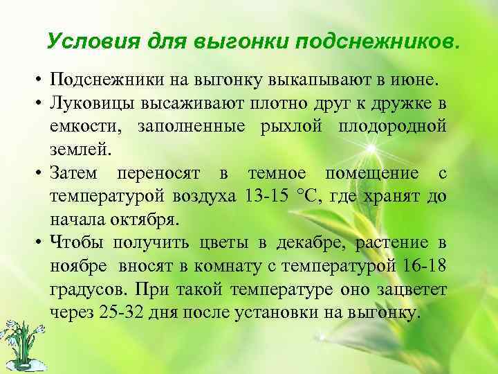 Условия для выгонки подснежников. • Подснежники на выгонку выкапывают в июне. • Луковицы высаживают