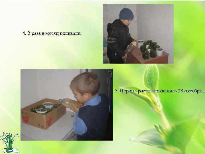4. 2 раза в месяц поливали. 5. Первые ростки появились 28 октября. . .