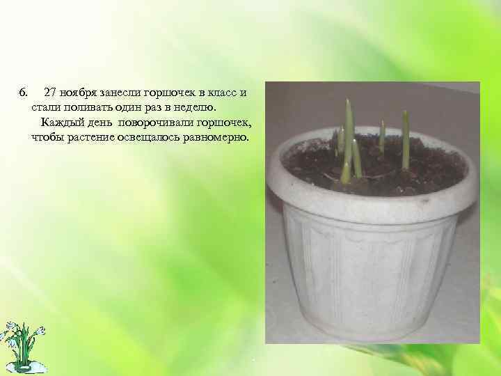 6. 27 ноября занесли горшочек в класс и стали поливать один раз в неделю.