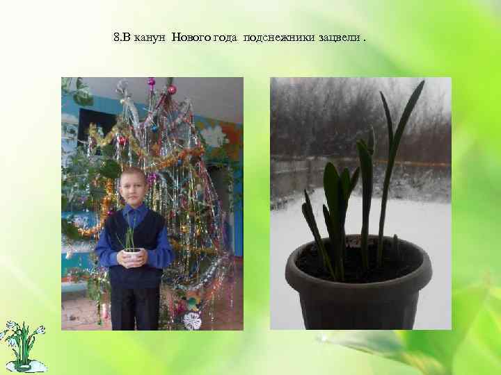 8. В канун Нового года подснежники зацвели. 