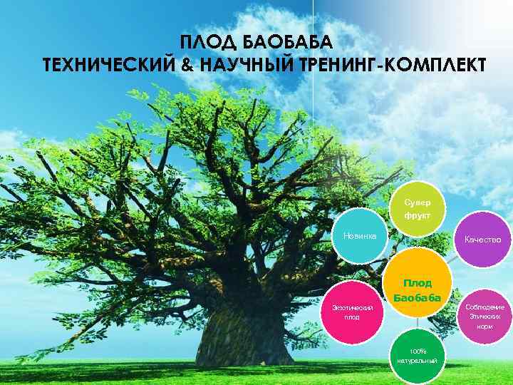 ПЛОД БАОБАБА ТЕХНИЧЕСКИЙ & НАУЧНЫЙ ТРЕНИНГ-КОМПЛЕКТ Супер фрукт Новинка Качество Плод Баобаба Экзотический Соблюдение