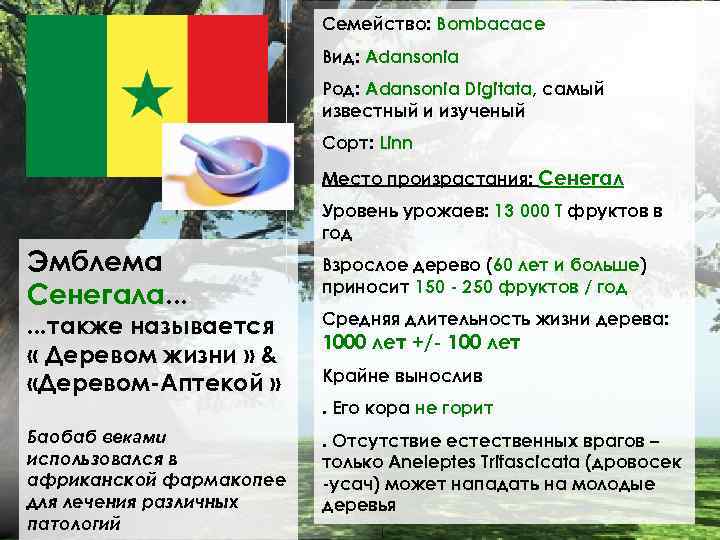 Семейство: Bombacace Вид: Adansonia Род: Adansonia Digitata, самый известный и изученый Сорт: Linn Место
