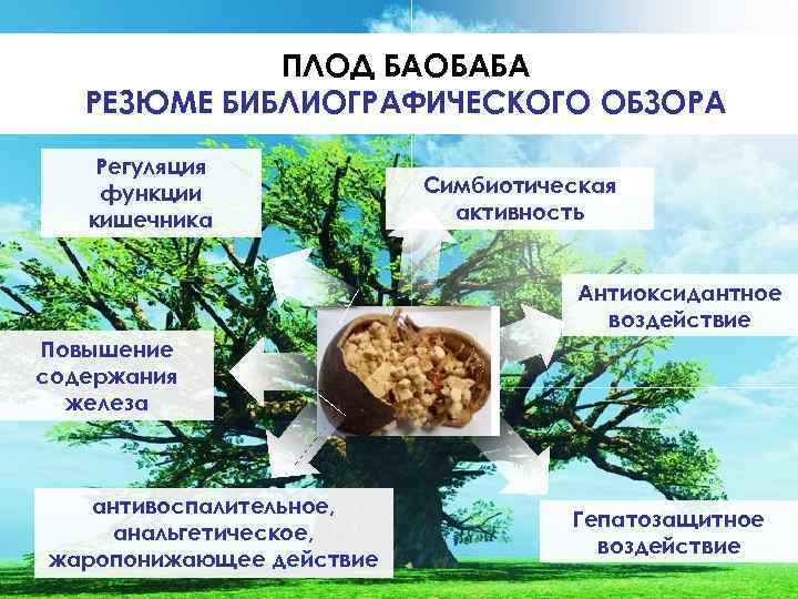 ПЛОД БАОБАБА РЕЗЮМЕ БИБЛИОГРАФИЧЕСКОГО ОБЗОРА Регуляция функции кишечника Симбиотическая активность Антиоксидантное воздействие Повышение содержания