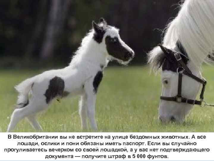 В Великобритании вы не встретите на улице бездомных животных. А все лошади, ослики и