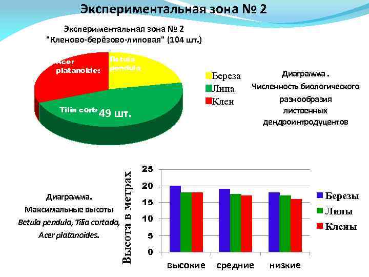 Экспериментальная зона № 2 "Кленово-берёзово-липовая" (104 шт. ) 32 шт. Acer platanoides 23 шт.