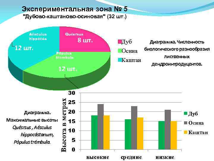 Экспериментальная зона № 5 "Дубово-каштаново-осиновая" (32 шт. ) 2 шт. Аésculus hippocástanum 12 шт.