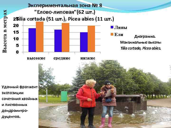 Высота в метрах Экспериментальная зона № 8 "Елово-липовая"(62 шт. ) 25 Tilia cortada (51