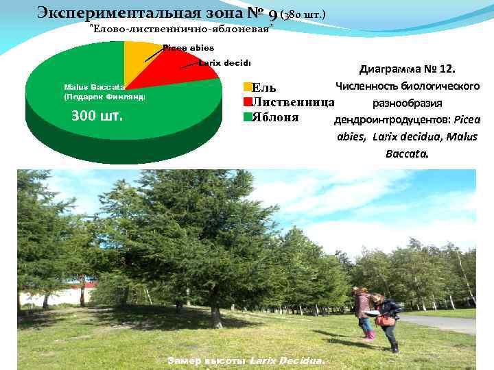 Экспериментальная зона № 9 (380 шт. ) "Елово-лиственнично-яблоневая" 28 шт. Picea abies шт. 52