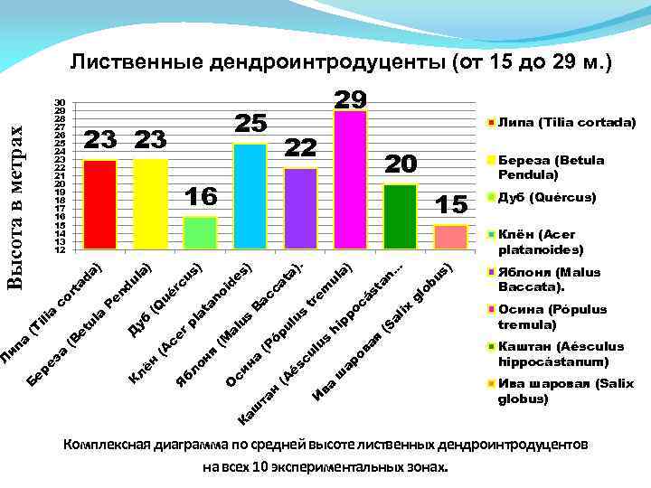 Лиственные дендроинтродуценты (от 15 до 29 м. ) 22 20 Береза (Betula Pendula) 15