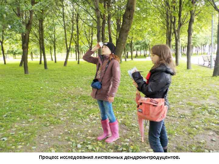 Процесс исследования лиственных дендроинтродуцентов. 