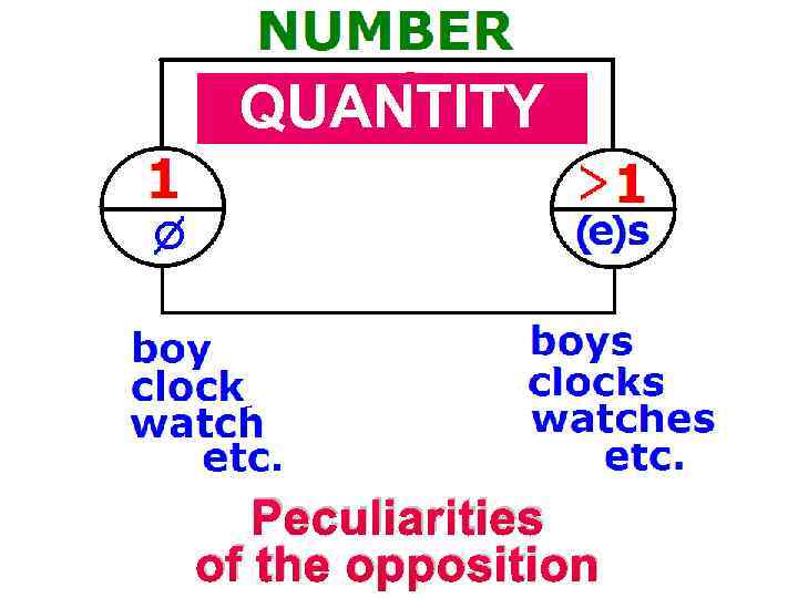 QUANTITY Peculiarities of the opposition 
