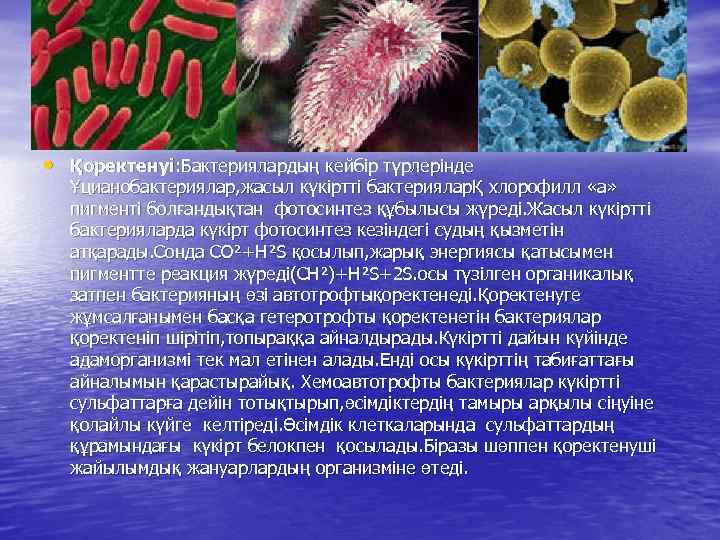  • Қоректенуі: Бактериялардың кейбір түрлерінде Ұцианобактериялар, жасыл күкіртті бактерияларҚ хлорофилл «а» пигменті болғандықтан