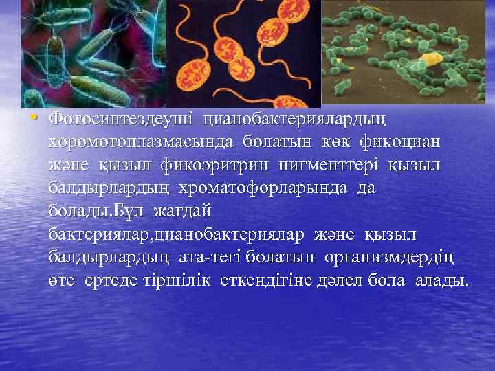  • Фотосинтездеуші цианобактериялардың хоромотоплазмасында болатын көк фикоциан және қызыл фикоэритрин пигменттері қызыл балдырлардың