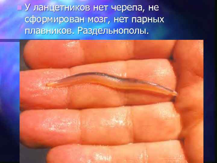 n. У ланцетников нет черепа, не сформирован мозг, нет парных плавников. Раздельнополы. 