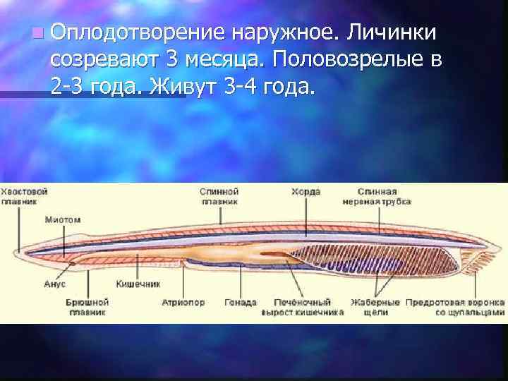 Южная хорда подробная схема