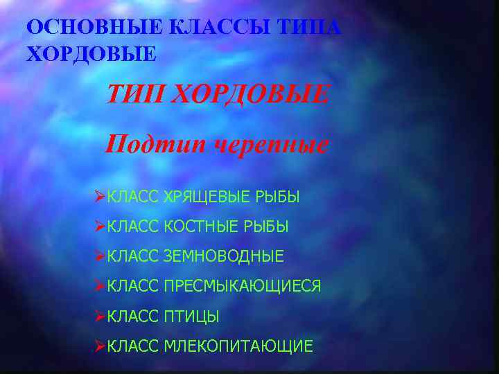 ОСНОВНЫЕ КЛАССЫ ТИПА ХОРДОВЫЕ ТИП ХОРДОВЫЕ Подтип черепные ØКЛАСС ХРЯЩЕВЫЕ РЫБЫ ØКЛАСС КОСТНЫЕ РЫБЫ