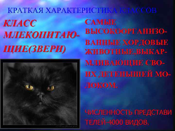 КРАТКАЯ ХАРАКТЕРИСТИКА КЛАССОВ САМЫЕ КЛАСС ВЫСОКООРГАНИЗОМЛЕКОПИТАЮВАННЫЕ ХОРДОВЫЕ ЩИЕ(ЗВЕРИ) ЖИВОТНЫЕ, ВЫКАРМЛИВАЮЩИЕ СВОИХ ДЕТЕНЫШЕЙ МОЛОКОМ. ЧИСЛЕННОСТЬ