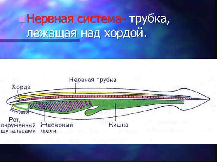 Южная хорда подробная схема