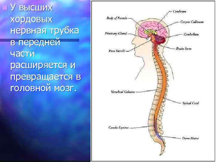 n. У высших хордовых нервная трубка в передней части расширяется и превращается в головной