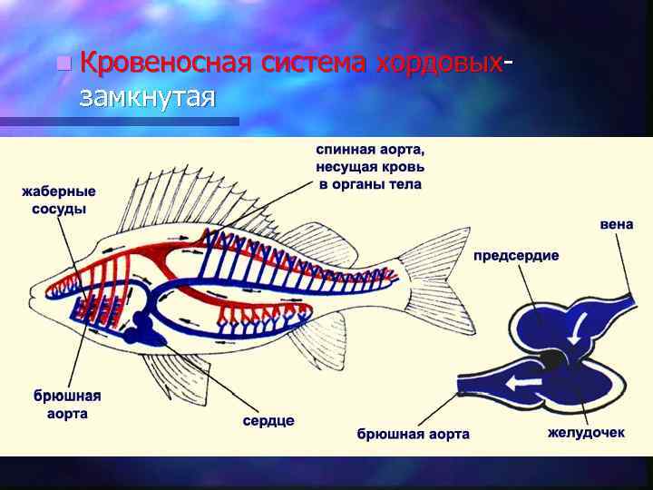 Южная хорда подробная схема