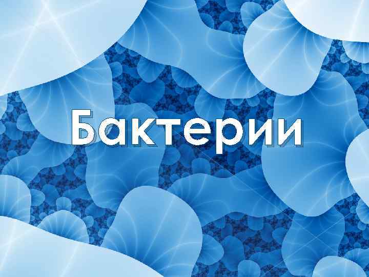 Бактерии 