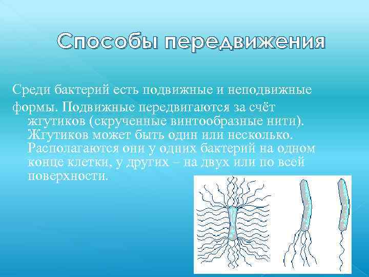 Способы передвижения Среди бактерий есть подвижные и неподвижные формы. Подвижные передвигаются за счёт жгутиков