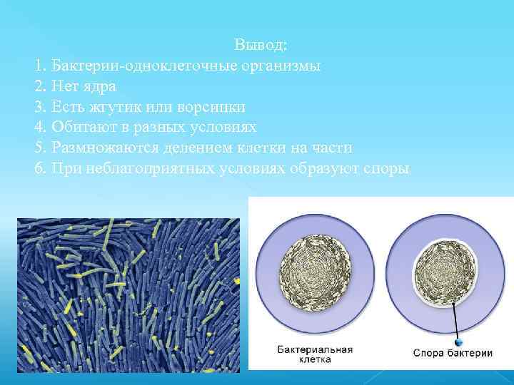 Вывод: 1. Бактерии-одноклеточные организмы 2. Нет ядра 3. Есть жгутик или ворсинки 4. Обитают
